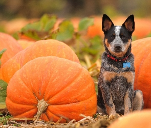 Australian Cattle Dog, Dynie