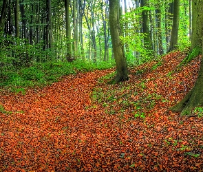 Liście, Jesień, Las