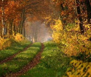 Las, Jesień, Przebijające, Światło, Droga