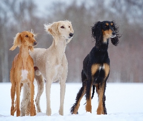 Charty, Zima, Perskie