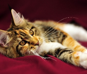 Kot, Maine Coon