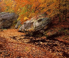 Las, Jesieni, Strumyk, Kolory, Drzewa