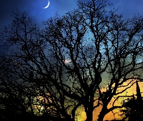 Niebo, Księżyc, Blask, Drzewa, Cień, Noc