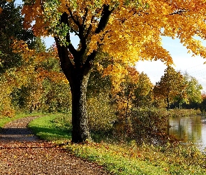 Rzeka, Jesień, Liście, Droga