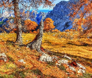 Drzewa, Jesień, Góry