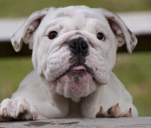Angielski, Portret, Buldog
