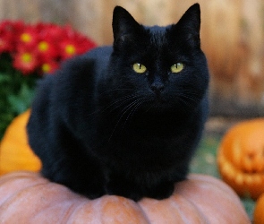 Czarny, Halloween, Dynie, Kot