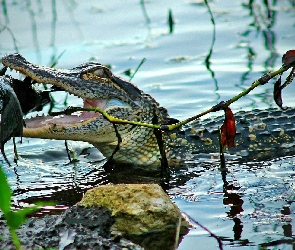 Krokodyl Paszcza, Woda, Ryba