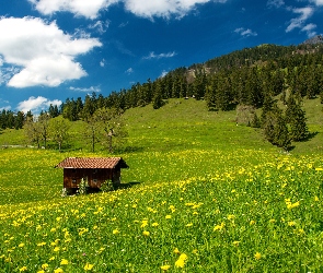 Alpy, Lasy, Łąki, Kwiaty, Bawarskie