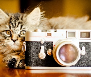Aparat Fotograficzny, Kot