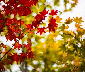 Drzewa, Jesień, Światło, Liście