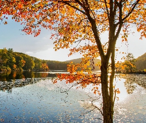 Jesień, Drzewo, Lasy, Jezioro
