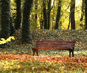 Ławka, Liście, Jesień, Drzewa, Park