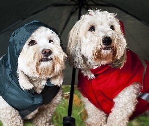 West, Highland, Ubranka, Terrier, Parasolka, White