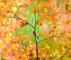 Mały, Jesień, Drzewo, Ptaszek