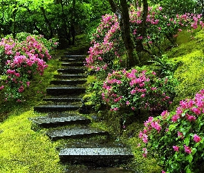 Park, Schodki, Rododendrony, Kamienne, Kwitnące