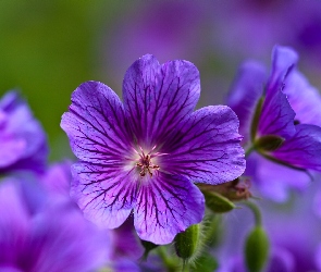 Fioletowe, Bodziszek wspaniały, Kwiaty