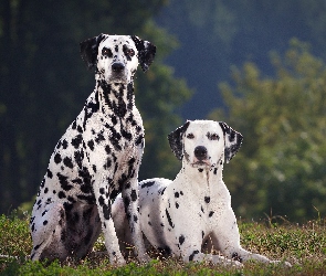 Dalmatyńczyki, Las, Polana