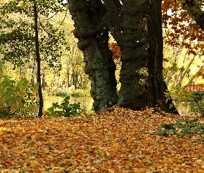 Park, Jesień, Suche, Liście, Drzewa