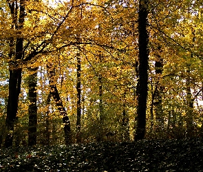 Żółte, Jesień, Drzewa, Liście, Park