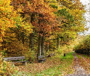 Droga, Park, Jesień, Kolorowe, Liście, Pies, Ławki