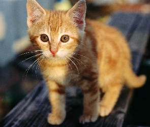 Rudy, Kotek