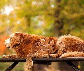 Golden, Liść, Park, Ławka, Retriever