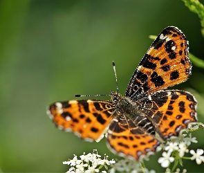 Motyl, Kwiatuszki, Białe