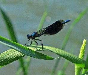 Ważka, Trawa