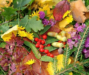 Świerk, Mniszek, Koniczyna, Jarzębina, Gałązka