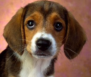 Beagle, Portret