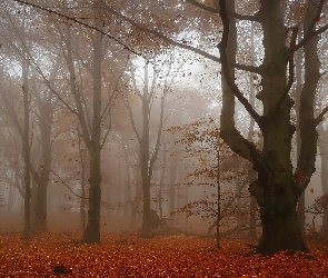 Liście, Drzewa, Jesień, Mgła