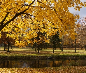 Park, Rzeczka, Drzewa