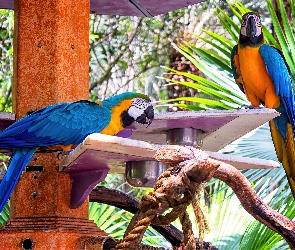 Ary, Papugi