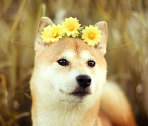 Akita, Gerbery, Żółte, Inu, Pies