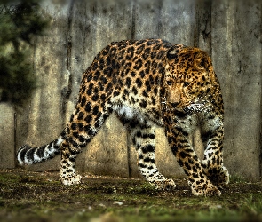 Jaguar, Cętki