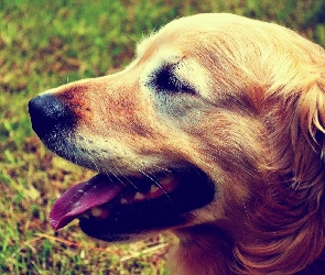 Pyszczek, Język, Golden Retriever