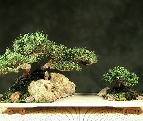 Bonsai