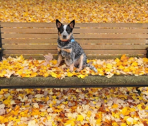 Liście Australian cattle dog, Ławka