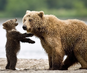 Dwa, Niedźwiedzie, Duży, Mały