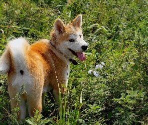 Inu, Zieleń, Akita