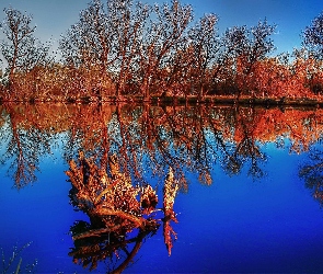 Jezioro, Odbicie, Drzewa