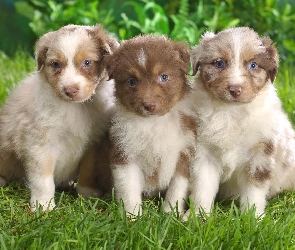 Australian shepherd, Owczarki australijskie, Trzy, Szczeniaki