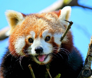 Pandka ruda, Drzewo, Panda, Czerwona