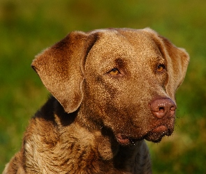 Pysk, Chesapeake Bay retrievera