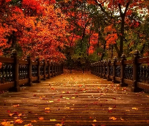 Most, Park, Jesień, Drzewa, Liście, Kolorowe