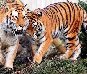 Tygrysy, Dwa