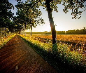 Drzewa, Przebijające Światło, Poranek, Pole, Droga