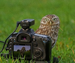 Fotograficzny, Aparat, Sowa, Łąka