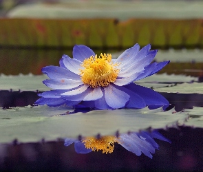 Niebieski, Lilia wodna, Woda, Odbicie, Kwiat
